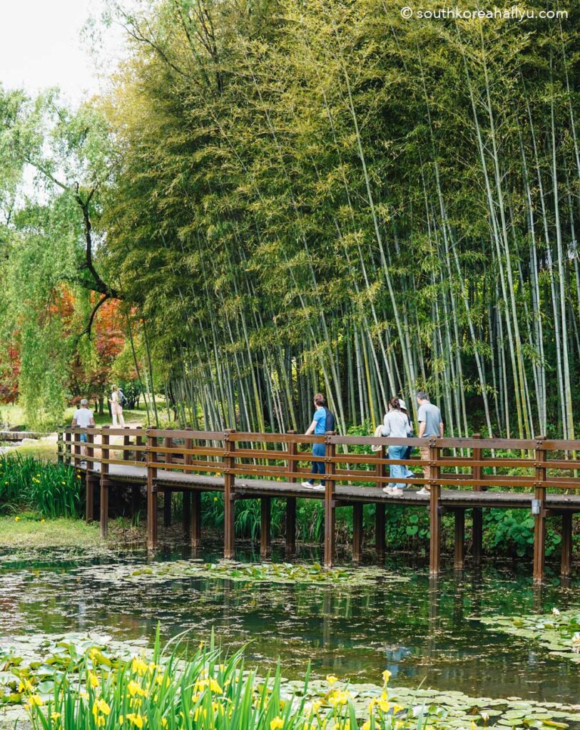 Juknokwon Bamboo Forest in Damyang 죽녹원 South Korea