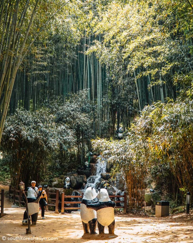 Juknokwon Bamboo Forest in Damyang 죽녹원 South Korea panda waterfall